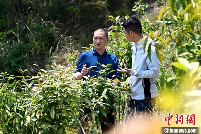 張高漢向參訪者介紹金花茶種植情況。　張金川 攝