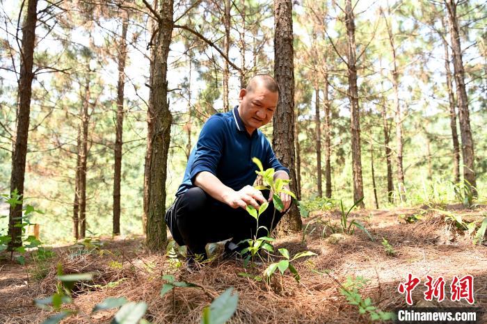 張高漢查看在松樹林下剛套種不久清明茶的生長情況?！埥鸫?攝