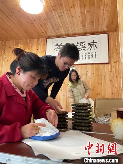 資料圖：杜贏(左二)在整理白茶餅。　林春茵 攝